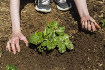 Woman planting strawberry bush