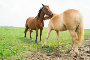 Obraz na płótnie Canvas Wild horses in an open field