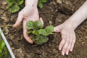 Gardener hands planting strawberry