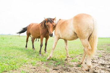 Obraz na płótnie Canvas Wild horses in an open field