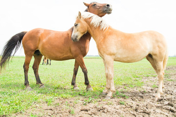 Fototapeta premium Bay horse and Haflinger horse playfully nuzzling each other in a meadow in the Biesbosch, the Netherlands