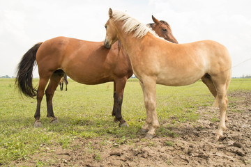 Fototapeta premium Palomino horse nuzzling a bay horse in a pasture, Blakheide, Belgium