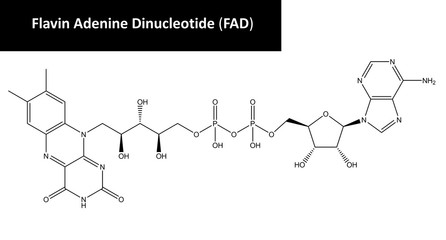Molecular structure of flavin adenine dinucleotide (FAD)