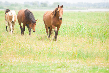 Naklejka na ściany i meble Wild horses in an open field