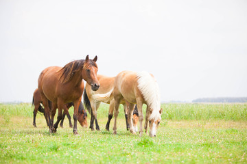 Obraz na płótnie Canvas Belgian wild horse out in the field