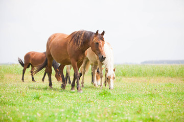 Naklejka na ściany i meble Belgian wild horse out in the field