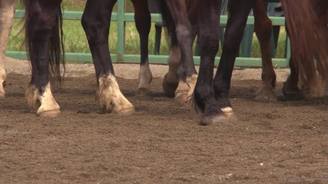 Close view of legs of several horses milling around in a sand-covered enclosure