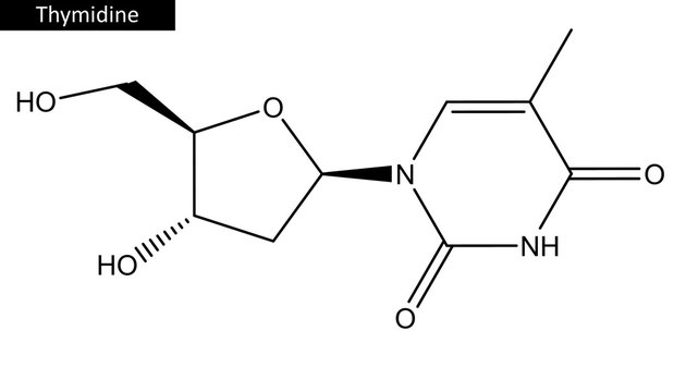 Molecular structure of Thymidine