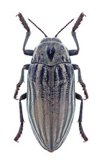 Beetle Julodis laevicostata