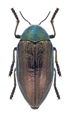 Beetle Julodis pubescens yveni