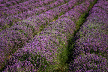 Obraz premium Lavender field at the end of June, near Kazanlak, Bulgaria