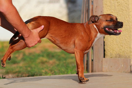 dog stretching