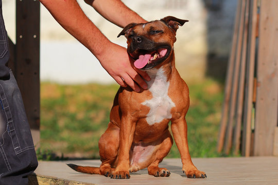 dog stretching