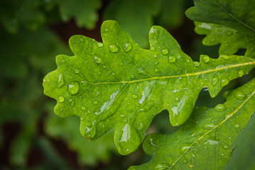 Wet greet acorn leaf with rain drops