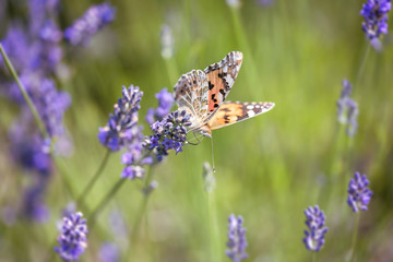 Butterfly on lavender flower