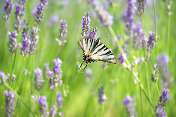 Butterfly on lavender flower