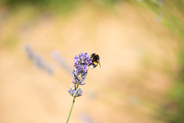 Bumble bee on lavender flower