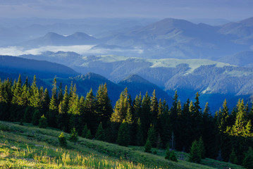 Pine tree forest