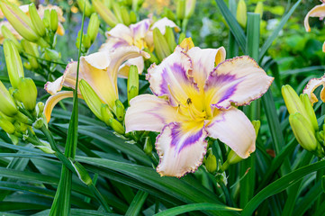 Multicolored daylily (Hemerocallis)