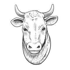 Cow head engraving style vector illustration