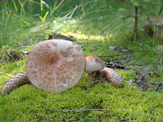 Perlpilz, Amanita rubescens, Speisepilz