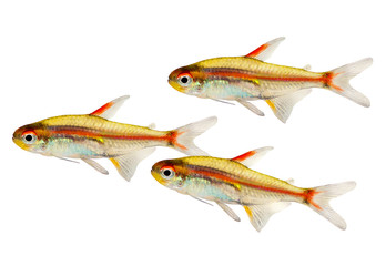 Obraz premium Swarm of Aquarium fish Glowlight Tetra Hemigrammus erythrozonus freshwater 