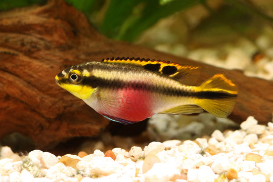 Female Pelvicachromis pulcher kribensis cichlid Aquarium fish 