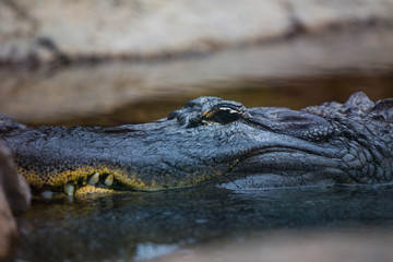 crocodile swims in the water