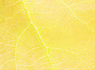 leaf