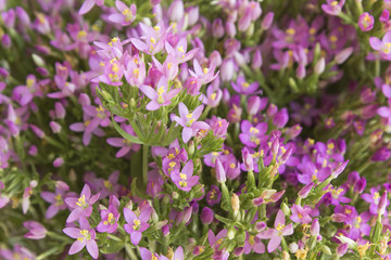 Common Centaury ( Centaurium Erythraea ) Flowers