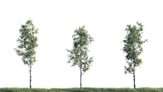 Growing birch trees on white background (with alpha matte, cg animation, full hd) 
