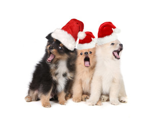 Fototapeta na wymiar Christmas Puppies Wearing Santa Hats and Singing