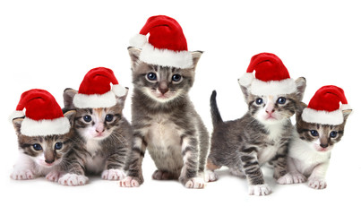 Fototapeta na wymiar Christmas Kittens Wearing Red Hat on White
