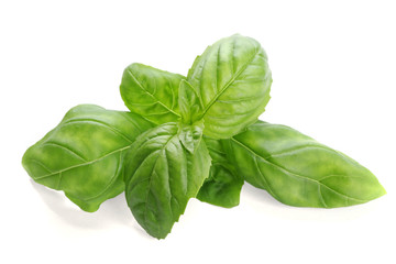 Fresh basil leaves on white background