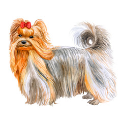 Watercolor closeup portrait of cute Yorkshire Terrier breed dog isolated on white background. Small dog breed of terrier type. Hand drawn sweet home pet. Greeting card design. Clip art illustration