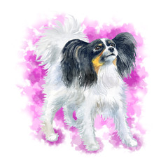 Watercolor close up portrait of Continental Toy Spaniel breed dog isolated on white background. Butterfly-eared black and white Papillon dog. Hand drawn sweet home pet. Greeting card design. Clip art