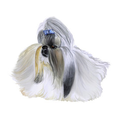 Naklejka premium Akwarela zbliżenie portret ładny Shih Tzu, pies rasy chiński lew pies na białym tle. Płaszcz wystawowy Chiński piesek z kokardą. Ręcznie rysowane słodkie domowe zwierzątko. Projekt karty z pozdrowieniami clipart