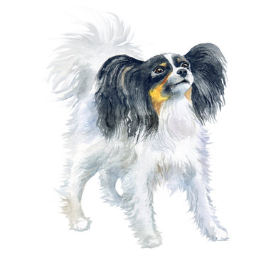 Watercolor close up portrait of Continental Toy Spaniel breed dog isolated on white background. Butterfly-eared black and white Papillon dog. Hand drawn sweet home pet. Greeting card design. Clip art