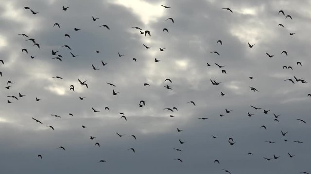 Large group of small birds flying close together hunting insects typical swarm like flocking behavior of starlings used for backkground showing overcast weather big thick grey clouds some sunshine 4k