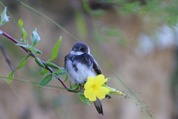 Obraz premium bird sits on a flower