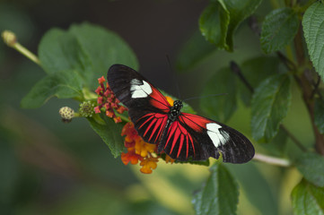 Fototapeta na wymiar Mariposa roja