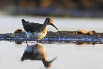 sandpiper looking at reflection in the water