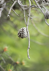 Solitary Gray Pinecone on a Tree Limb