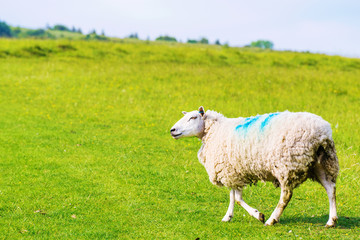 Fototapeta premium Large sheep with grassland