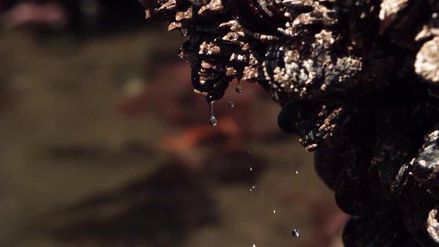 Ultra-slow motion water dripping from close-up barnacles