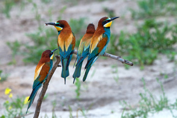 Exotic tropical birds