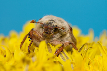 the big Chafer