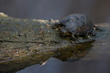 European pond turtle or Emys orbicularis