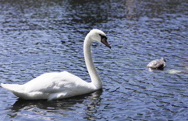 Portrait of a white bird. Mute Swan swims on the lake.