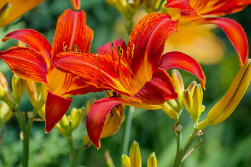 Hemerocallis. In the garden.